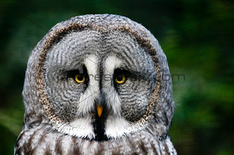 Siberian gray owl