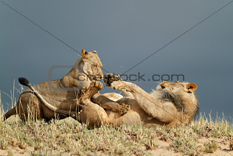 Playful African lions