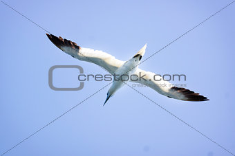 A Albatros flies in the clear blue sky. 