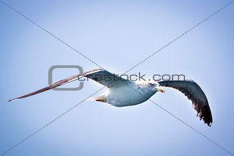 A cormorantl flies in the clear blue sky.