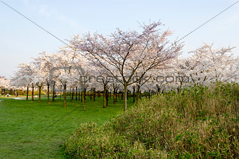 Richly blossoming sakura garden with the sun shining