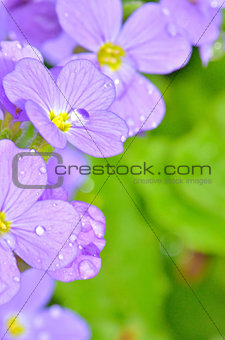 Lilac pansy flowers