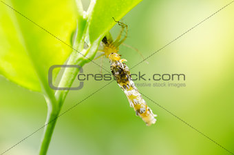 Spider eat worm in green nature background