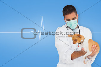 Composite image of vet holding chihuahua