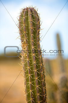 Closeup view of a cactus in La Guajira