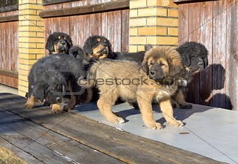 Puppies breed Tibetan Mastiff