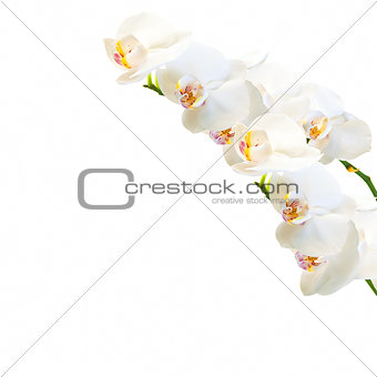 white and magenta phalaenopsis orchid isolated on white
