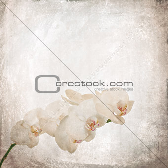 textured old paper background with white and magenta phalaenopsi
