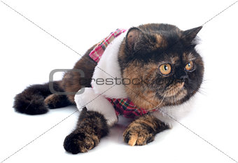 dressed exotic shorthair cat