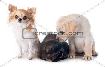 exotic shorthair cat and dogs