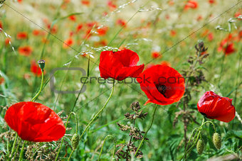 Close up of a poppy field