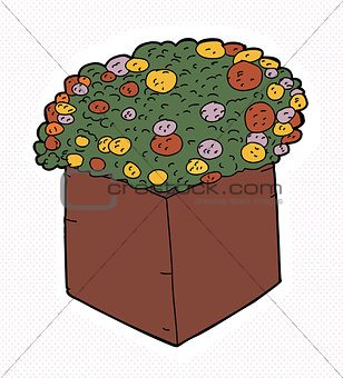 Marigolds in Square Pot