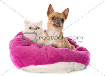 exotic shorthair cat and chihuahua