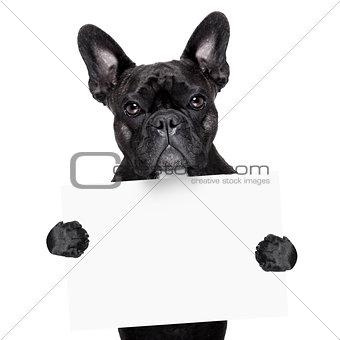 french bulldog with banner