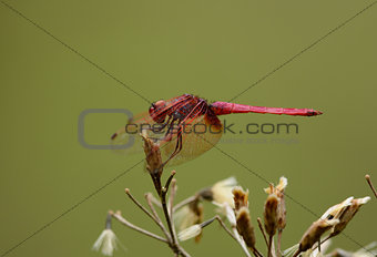 male Crimson Marsh Glider (Trithemis aurora)
