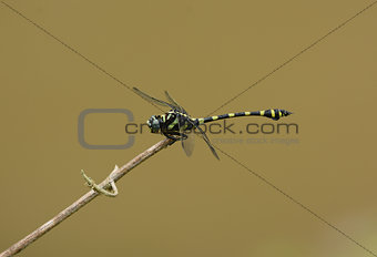 male Common Flangetail dragonfly (Ictinogomphus decoratus melaen