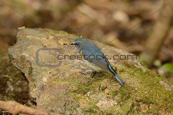 male Red-flanked Bluetail (Tarsiger cyanurus)