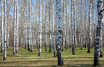 Sunny birch forest in first spring greens