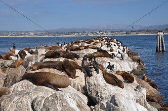 Sea lions in Monterey, California, USA