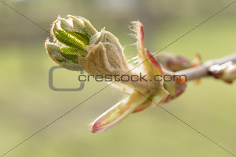 first spring chestnut bud