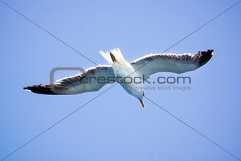 A Seagull flies in the clear blue sky.