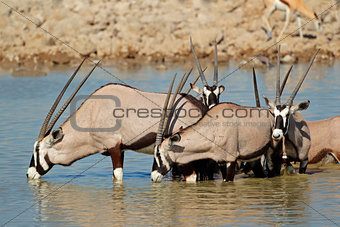 Gemsbok antelopes drinking