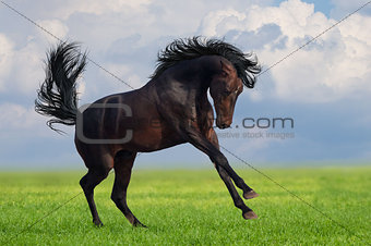 Horse gallop on a green grass