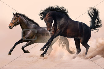 Two horse in dust