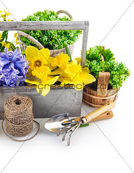 Spring flower and tool for flower-growing