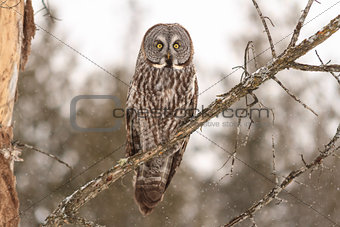 A perched Great Grey Owl