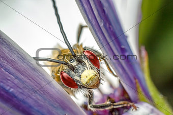 Insect between flower leaves