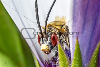 Insect on purple flower