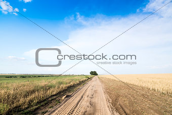 Country road among fields of wheat. 