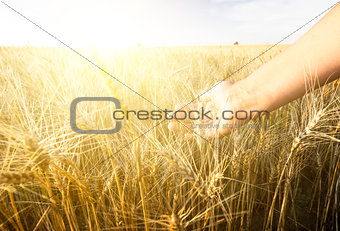 Female hand wins the ears of wheat.  The sunset.