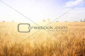 Wheat field on a Sunny day.