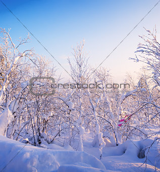 Winter forest. Sunrise, soft blue and pink tones.