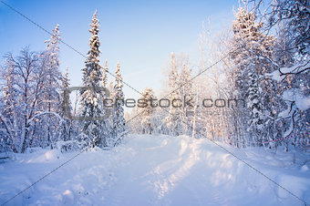 Winter forest. Sunrise, soft blue and pink tones.