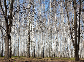 Spring in sunny birch grove