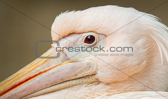 Adult pelican resting