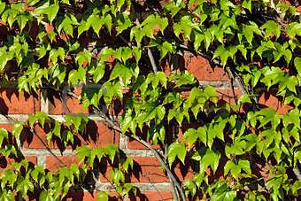 Ivy on the ancient brick wall