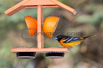 Oriole and Grape Jelly