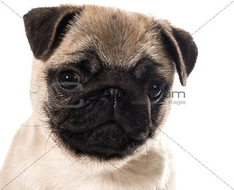pug puppy portrait