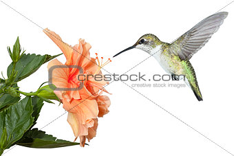 Hummingbird and Hibiscus