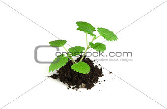 mint in the ground