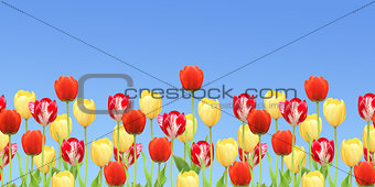 Border with tulips