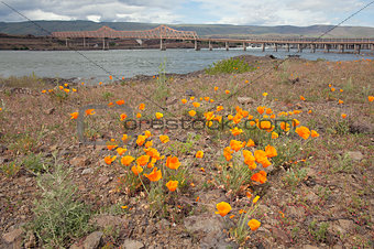 California Poppy Flowers by The Dalles Bridge
