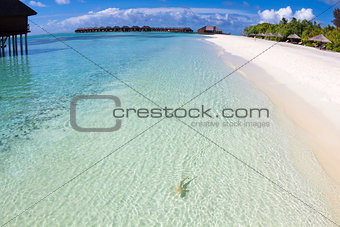 shark on the beautiful beach . maldives