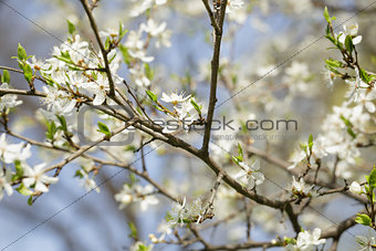 white flowers on cherry or plum bush