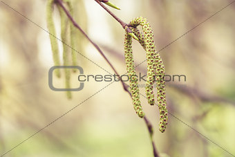 birch catkins buds on tree