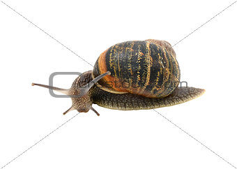Garden snail with striped shell turning forwards inquisitively 